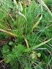 Achillea millefolium