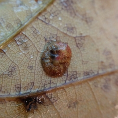 Neuroterus quercusbaccarum