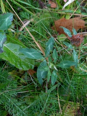 Trifolium pratense