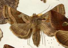 Euchalcia variabilis