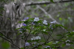 Brunfelsia australis