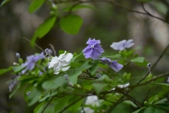 Brunfelsia australis