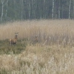 Cervus elaphus elaphus