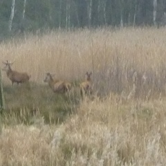 Cervus elaphus elaphus