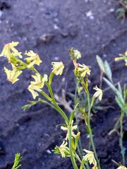 Glandularia flava