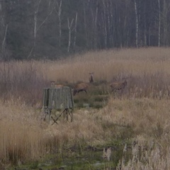 Cervus elaphus elaphus