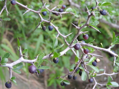 Condalia buxifolia