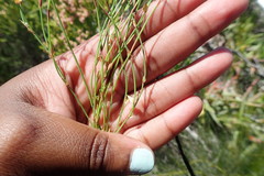 Elegia microcarpa