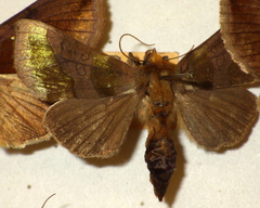 Diachrysia chrysitis
