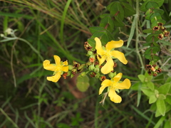 Hypericum connatum