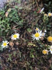 Erigeron strigosus strigosus