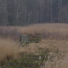 Cervus elaphus elaphus