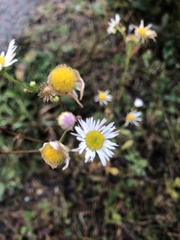 Erigeron strigosus strigosus