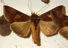 Autographa bractea