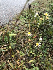 Erigeron strigosus strigosus