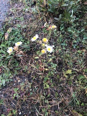 Erigeron strigosus strigosus