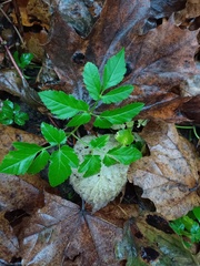 Aegopodium podagraria