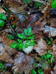 Aegopodium podagraria