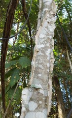 Piptadenia gonoacantha