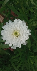 Chrysanthemum morifolium