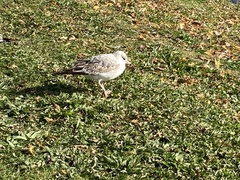 Larus delawarensis