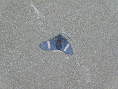 Melanis leucophlegma