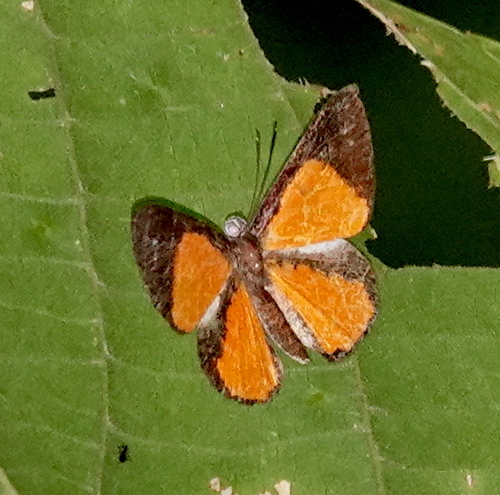 Calospila rhodope