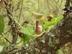 Aristolochia argentina