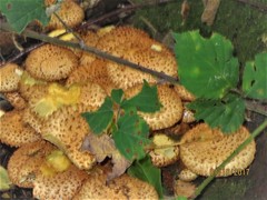 Pholiota adiposa