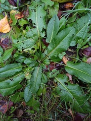 Rumex obtusifolius