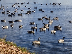 Branta canadensis