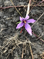 Crocus sativus