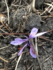Crocus sativus