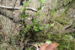 Cynanchum obtusifolium