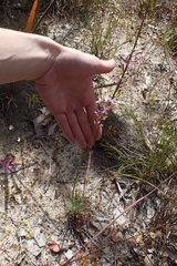 Stylidium araeophyllum