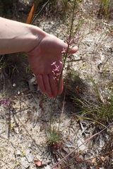 Stylidium araeophyllum