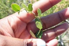 Cynanchum obtusifolium