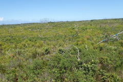 Carpobrotus deliciosus