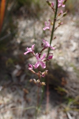 Stylidium araeophyllum