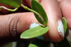 Cynanchum obtusifolium