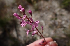 Stylidium araeophyllum