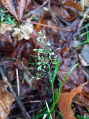 Poa annua