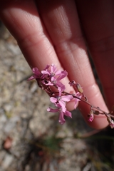 Stylidium araeophyllum