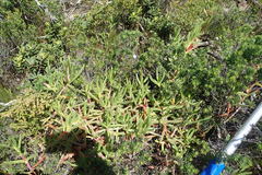 Carpobrotus deliciosus