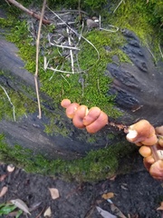 Flammulina velutipes