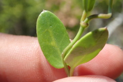 Cynanchum obtusifolium