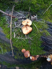 Flammulina velutipes