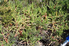 Carpobrotus deliciosus
