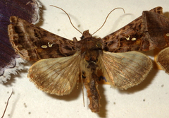 Autographa pulchrina