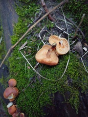 Flammulina velutipes
